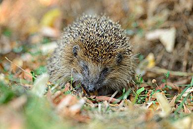 《怪物猎人物语2：破灭之翼》Steam正式发售 体验版上线